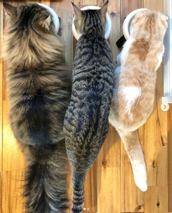 ごはんを食べるニコちゃん、チビちゃん、ムギちゃん