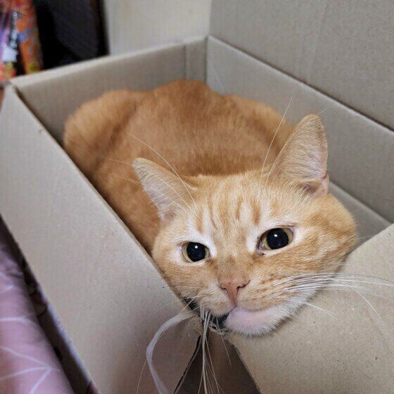 スコティッシュフォールドのキングちゃん