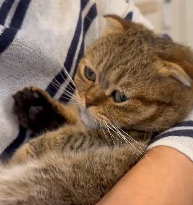 パパさんに抱っこしてもらうたぬ吉くん