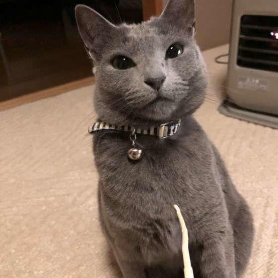 ロシアンブルーのあずきちゃん