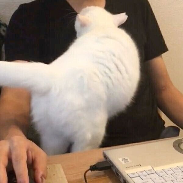パパさんを信用しきっている猫ちゃん