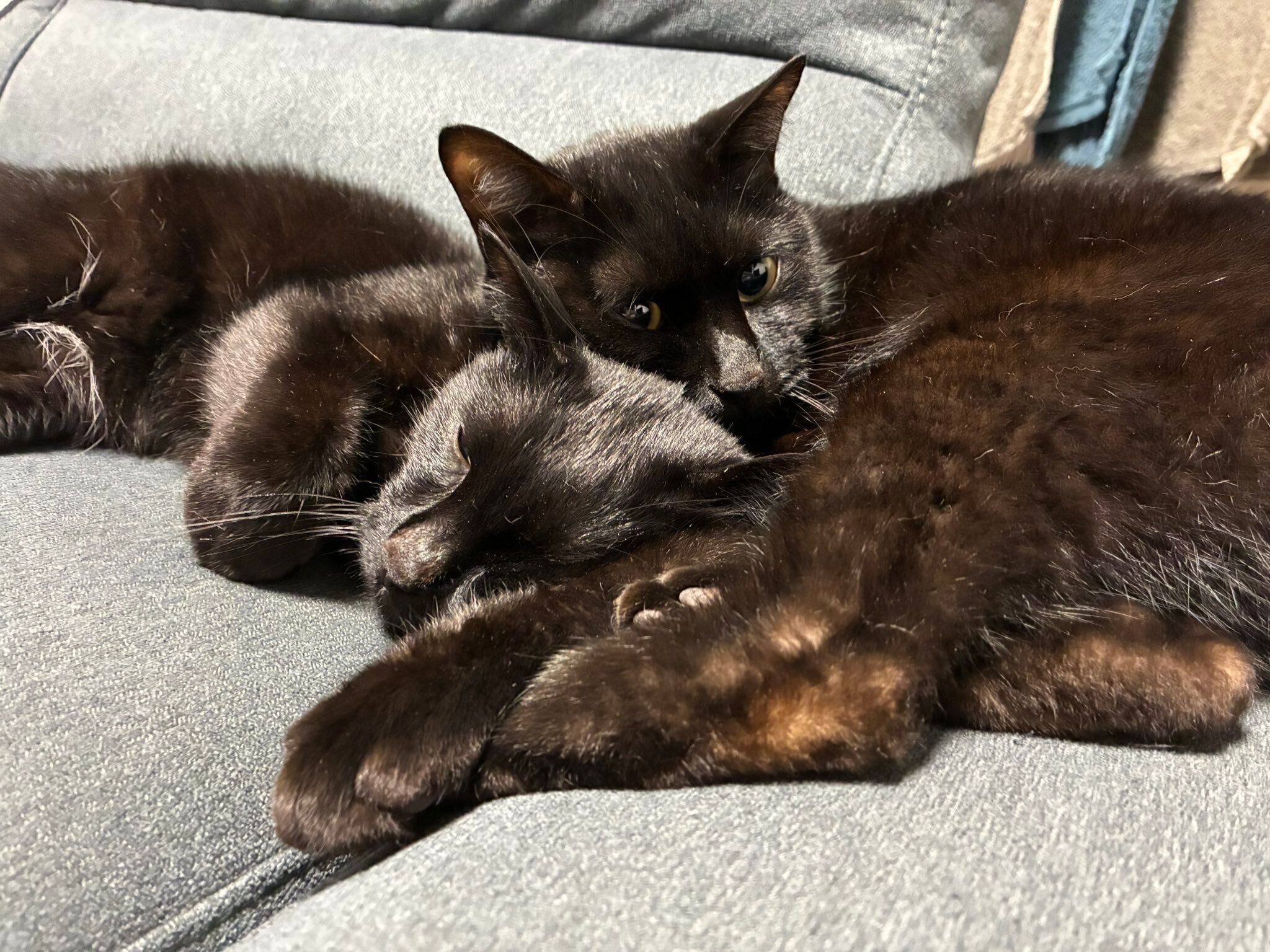 まったりするよもぎくんとしゃけくん