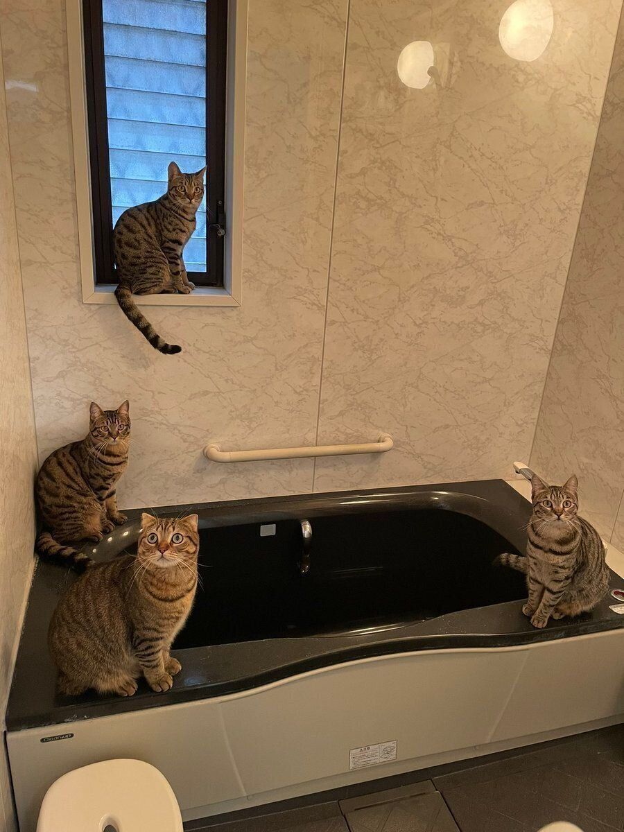 お風呂場に集まる猫たち