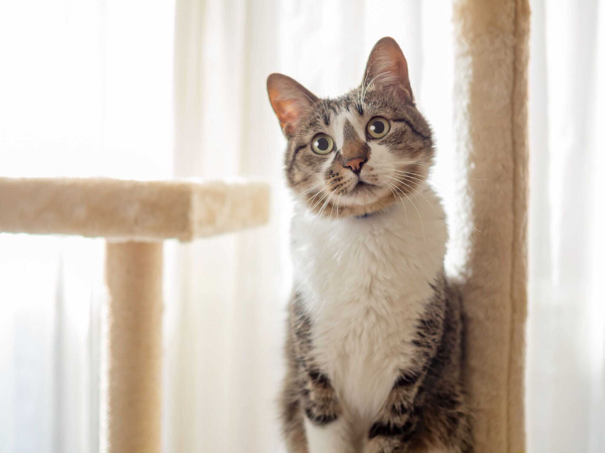 猫タワーに乗る猫