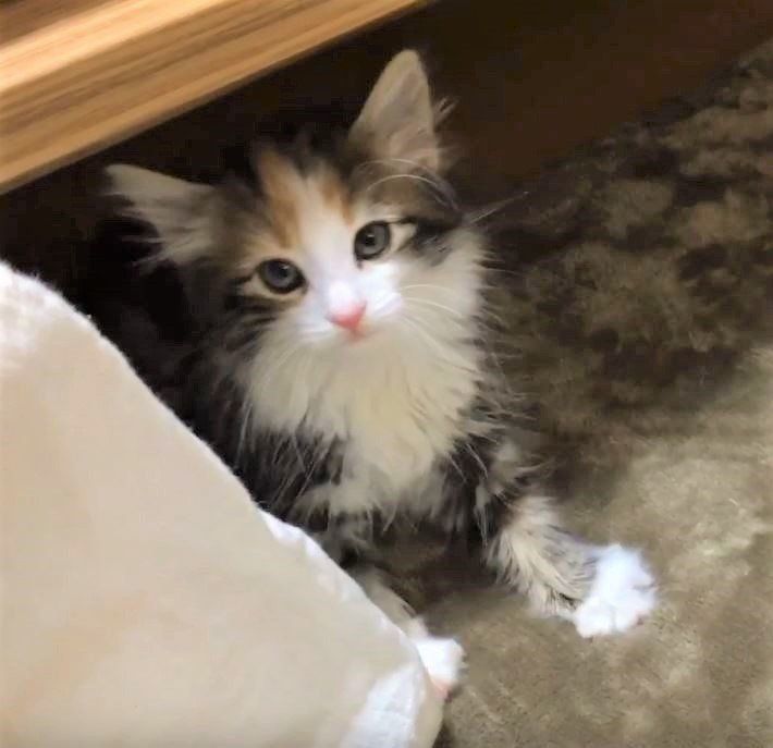 カメラ目線の子猫