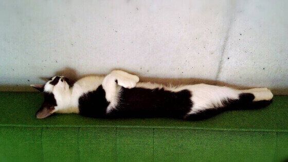 足の先まできれいにピーンとしているMIXキジトラのトラキチ