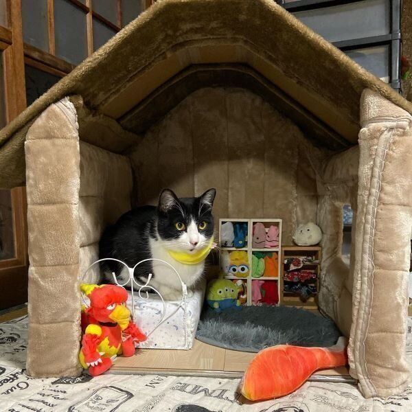 New 手作り 玩具 家 猫用ダンボールハウス キャットハウス 猫 段ボールハウス 爪 ねこ ハウス 猫ハウス ダンボールハウス 段ボール 爪研ぎ ベッド クッション ハウス