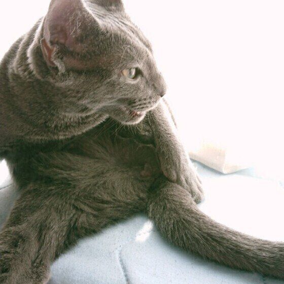 フレーメン反応中のつばさちゃん