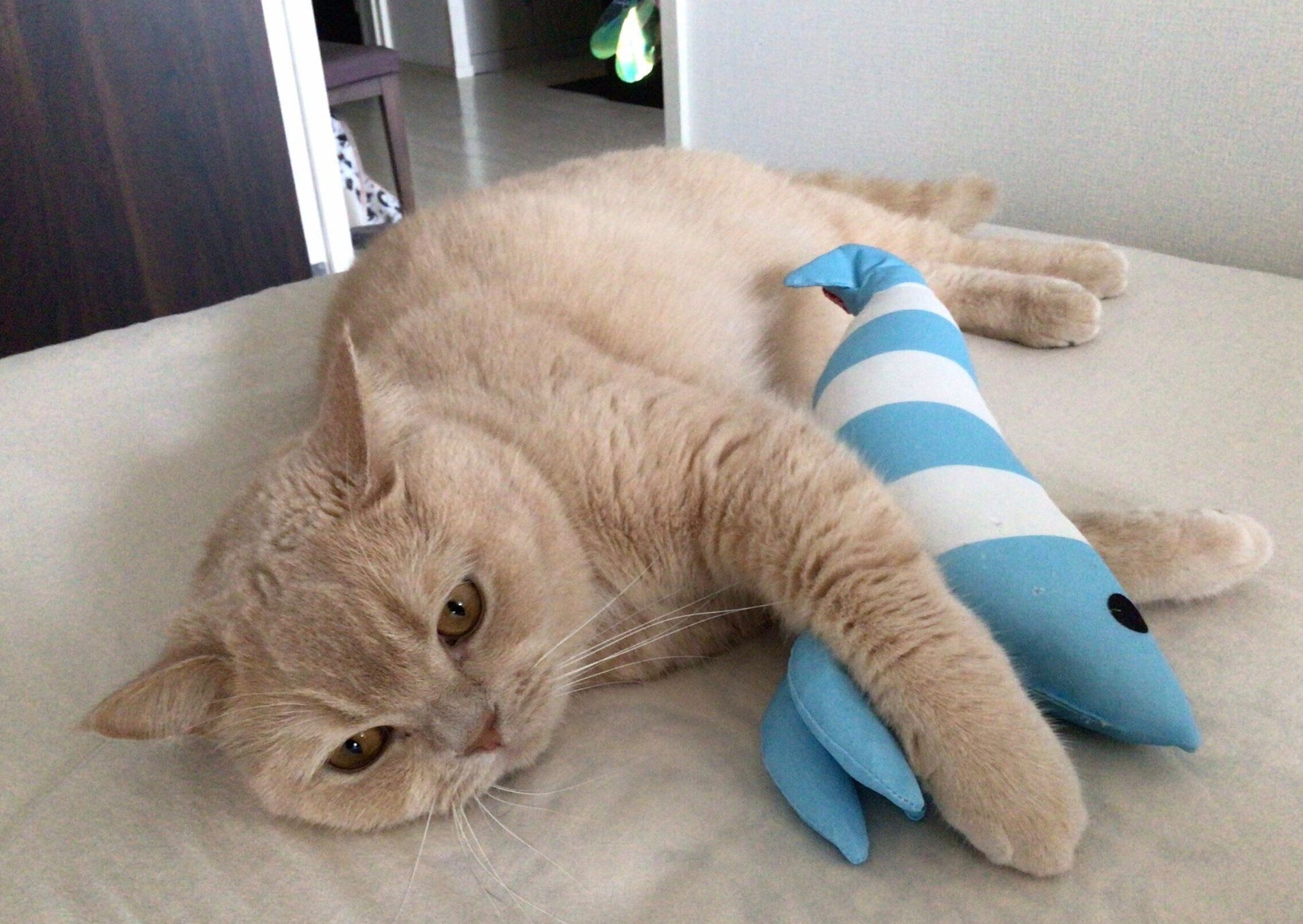 オモチャに寄り添うQ太郎くん