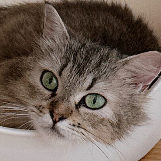 サイベリアンのsonaちゃん