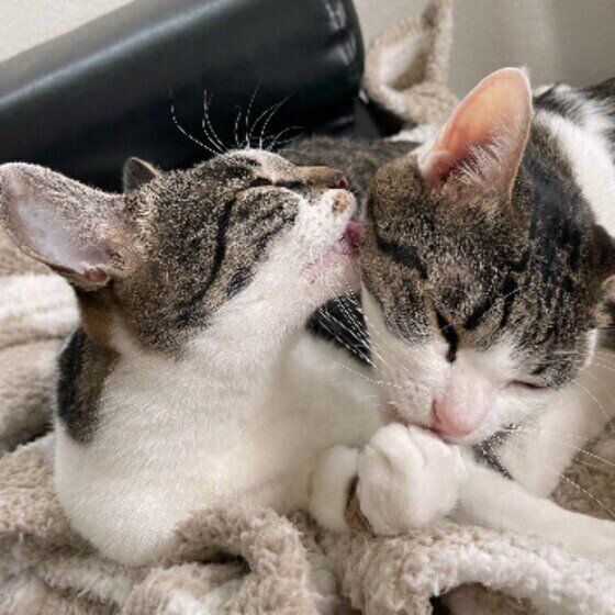 自分の体そっちのけで相手を舐めるキジトラの美幸ちゃん