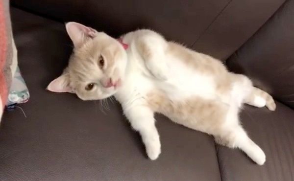 睡魔とたたかうマンチカン