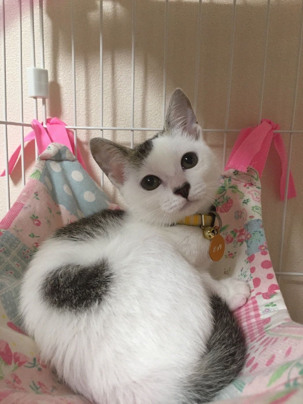 猫嫌いだったなんてウソみたい 夫がポッケちゃん命になるまで ねこのきもちweb Magazine 猫嫌いだったなんてウソみたい 夫がポッケちゃん命になるまで ねこのきもちweb Magazine