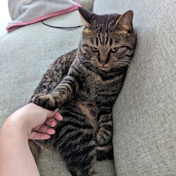 飼い主さんの手をブロックする烈くん