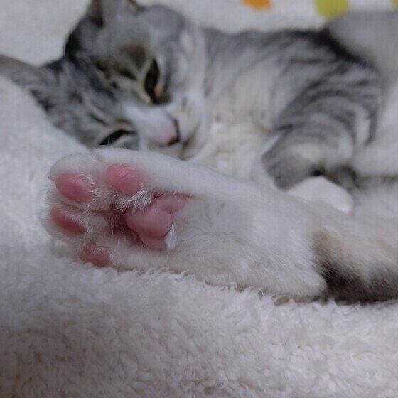 くつろいでいるサバトラ