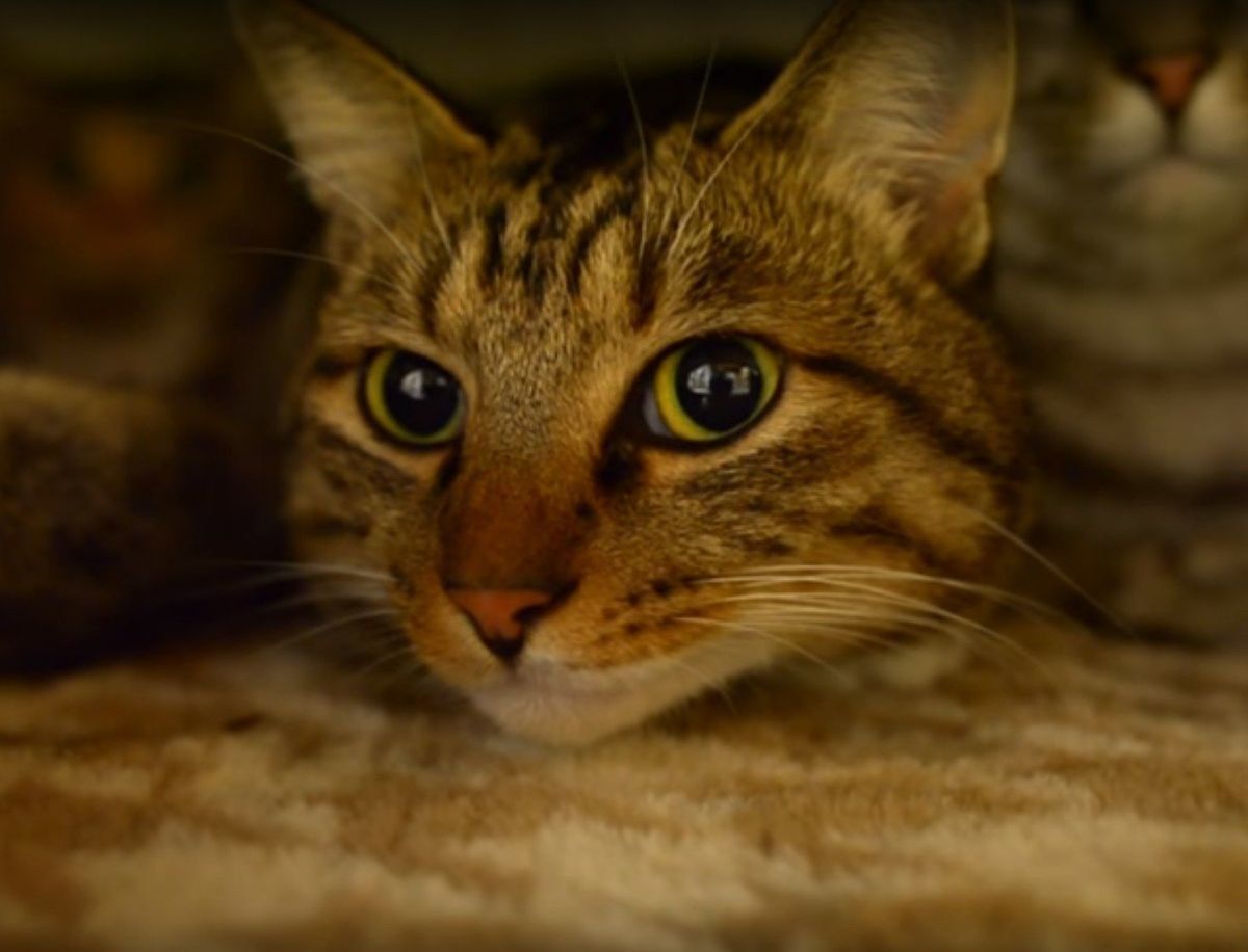 こたつの中は猫たちで満員状態