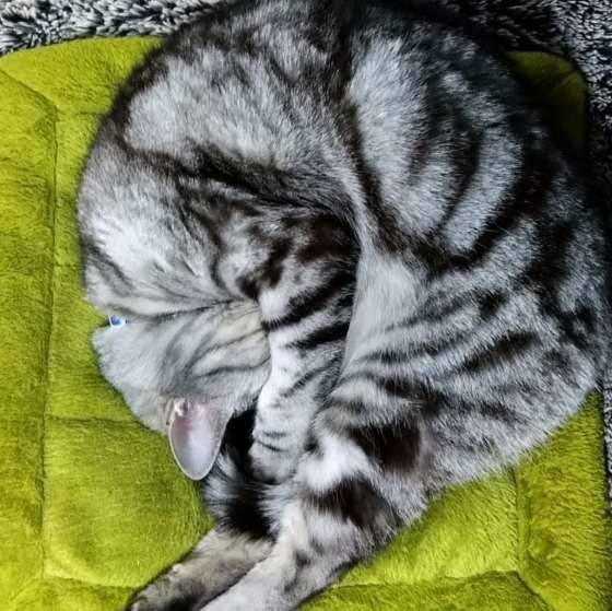 アメリカンショートヘア・そらくん・まんまる