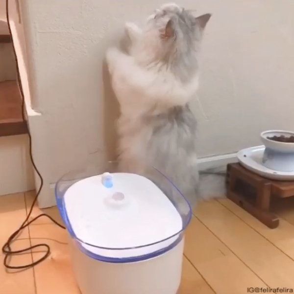 目を離するうちゃん