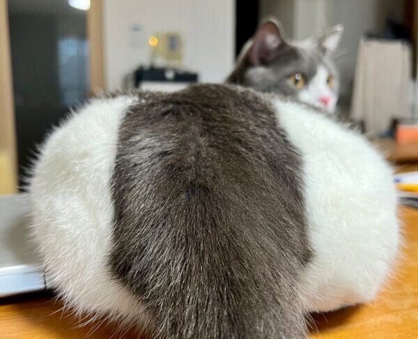 くつろぐおにぎりくん