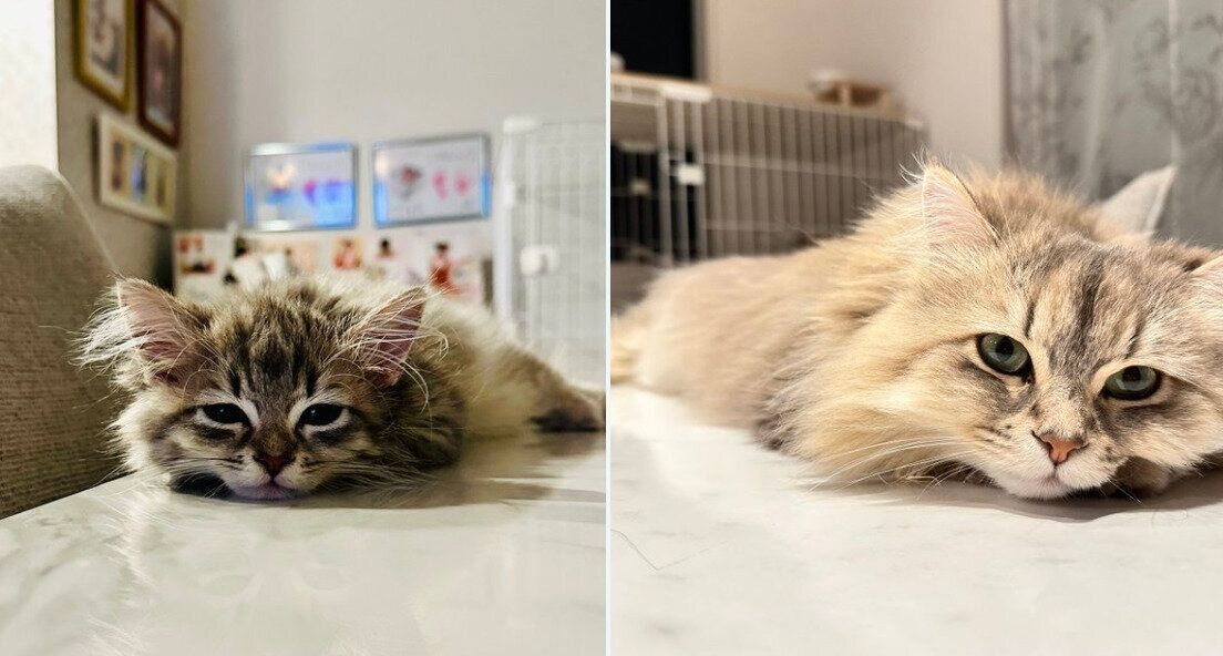 小さいころから変わらない“おてて枕”をするしらすちゃん