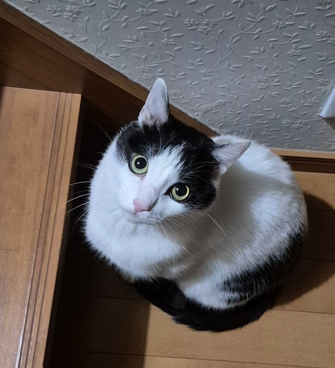 2階にいる飼い主さんを呼ぶこたろうくん。
