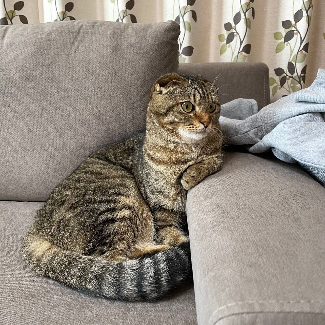 くつろいだように座るポテくん