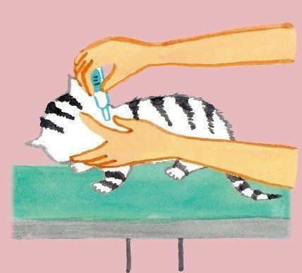 イラスト／竹脇麻衣