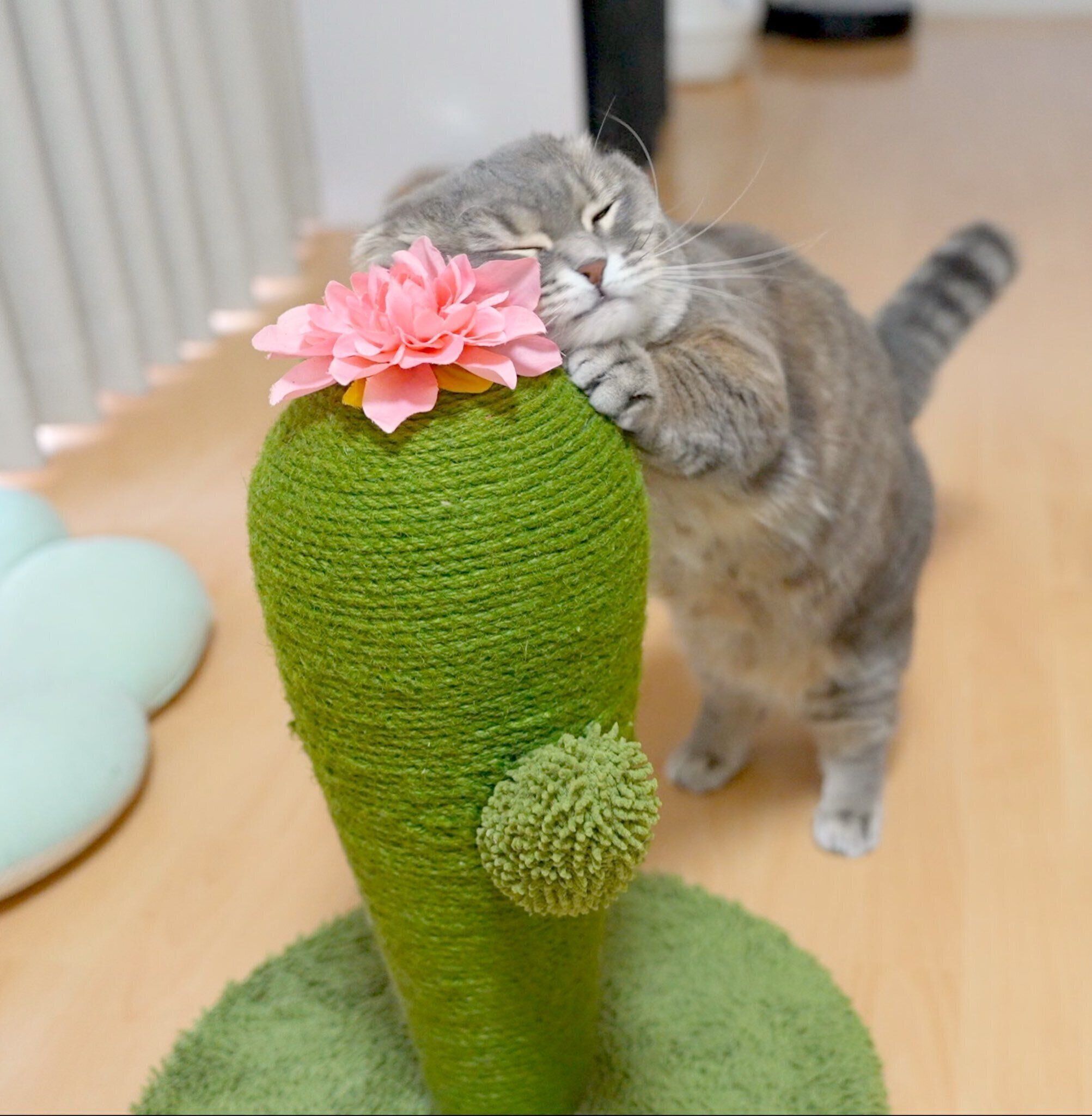 サボテンの爪研ぎがお気に入りの様子！