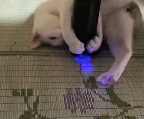 眠たいけど遊びたい猫