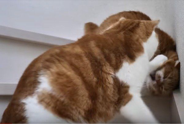 息子のしっぽで遊ぶパパ猫