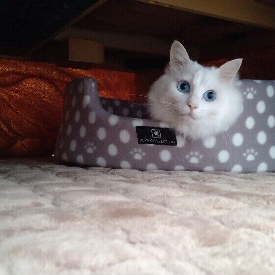 白MIXのソラくん