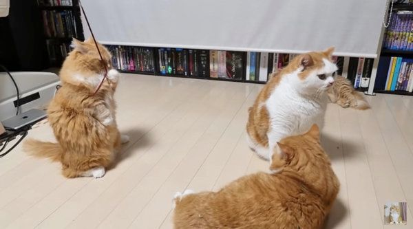 猫じゃらしで遊ぶマンチカン