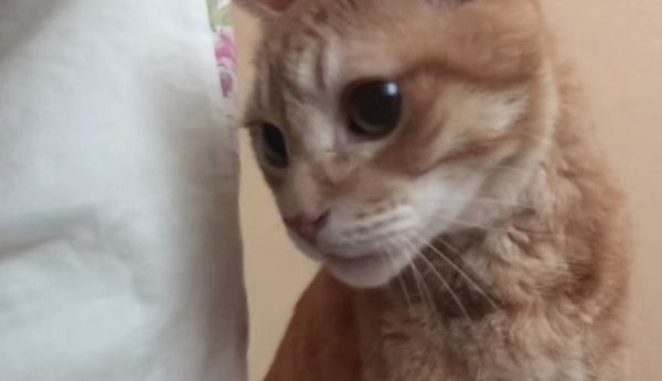 じらし攻撃をする猫