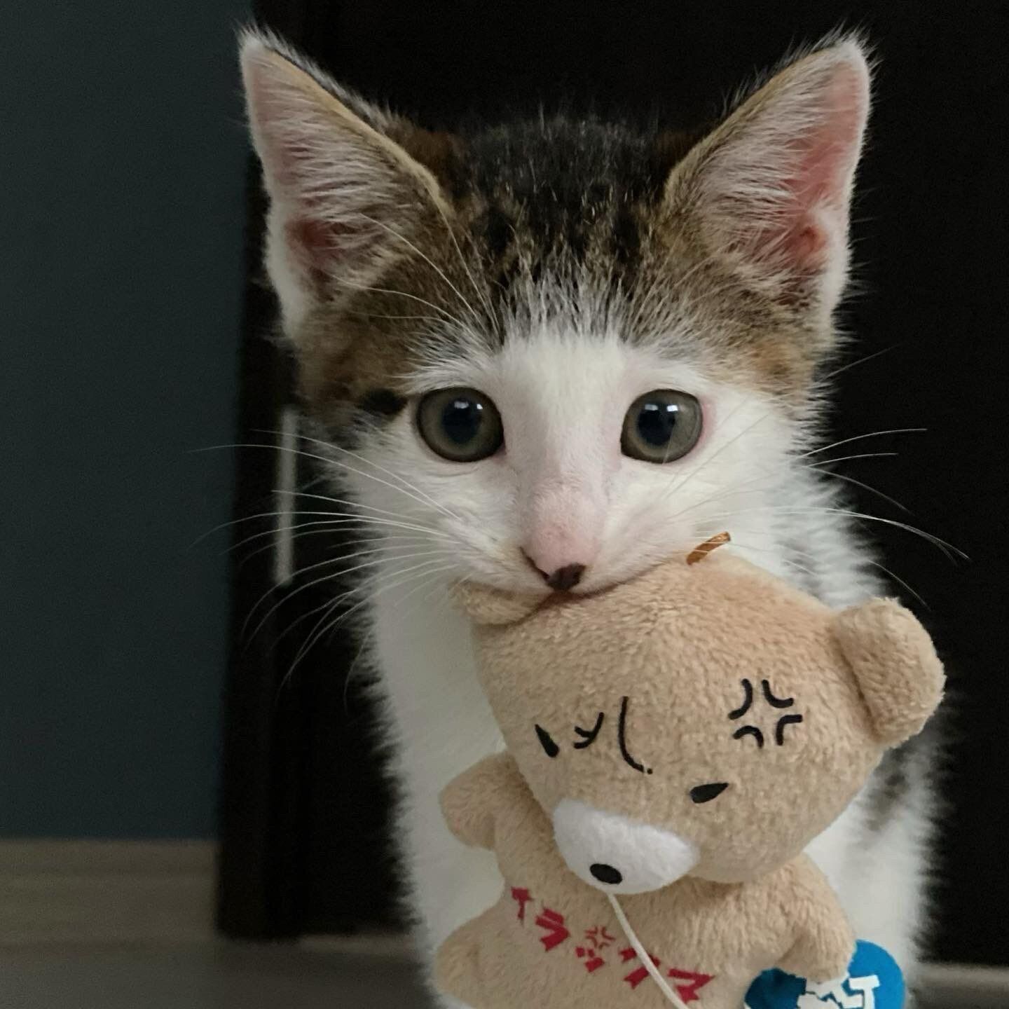 ぬいぐるみを運ぶセロイくん