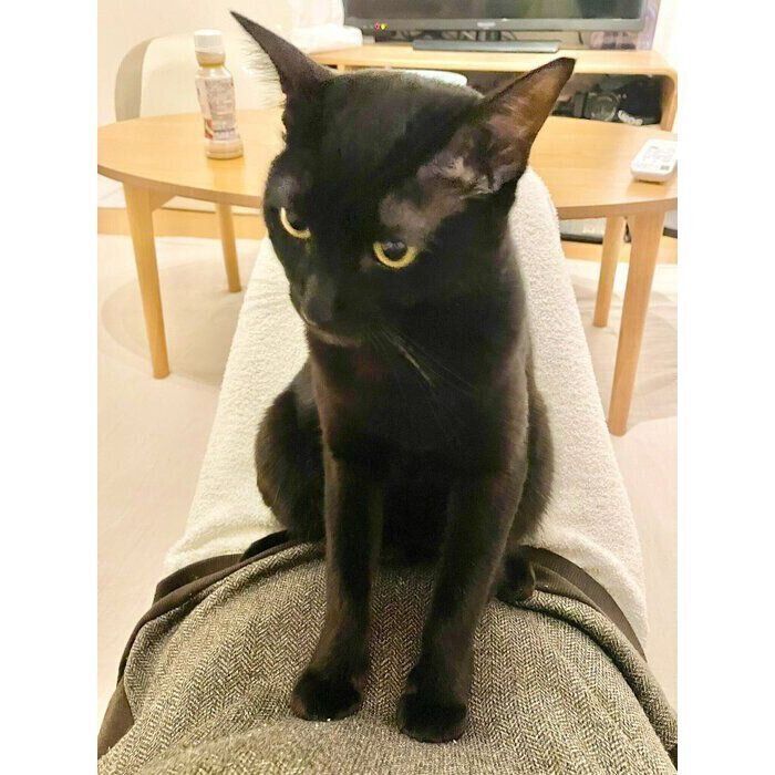 飼い主さんに甘えるこぐまくん