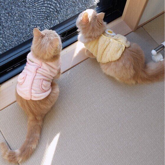 マンチカンのももちゃんたち