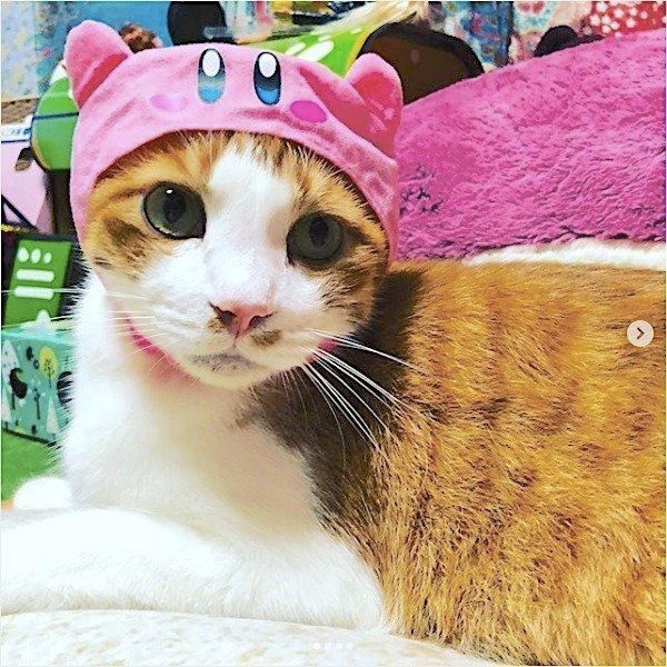 ねこのかぶりもの