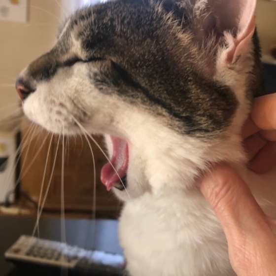 マッサージされる猫