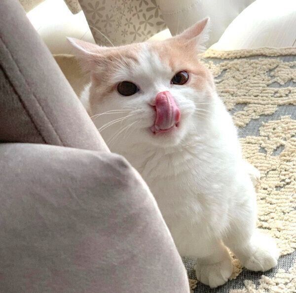 舌をペロッとするマロくん