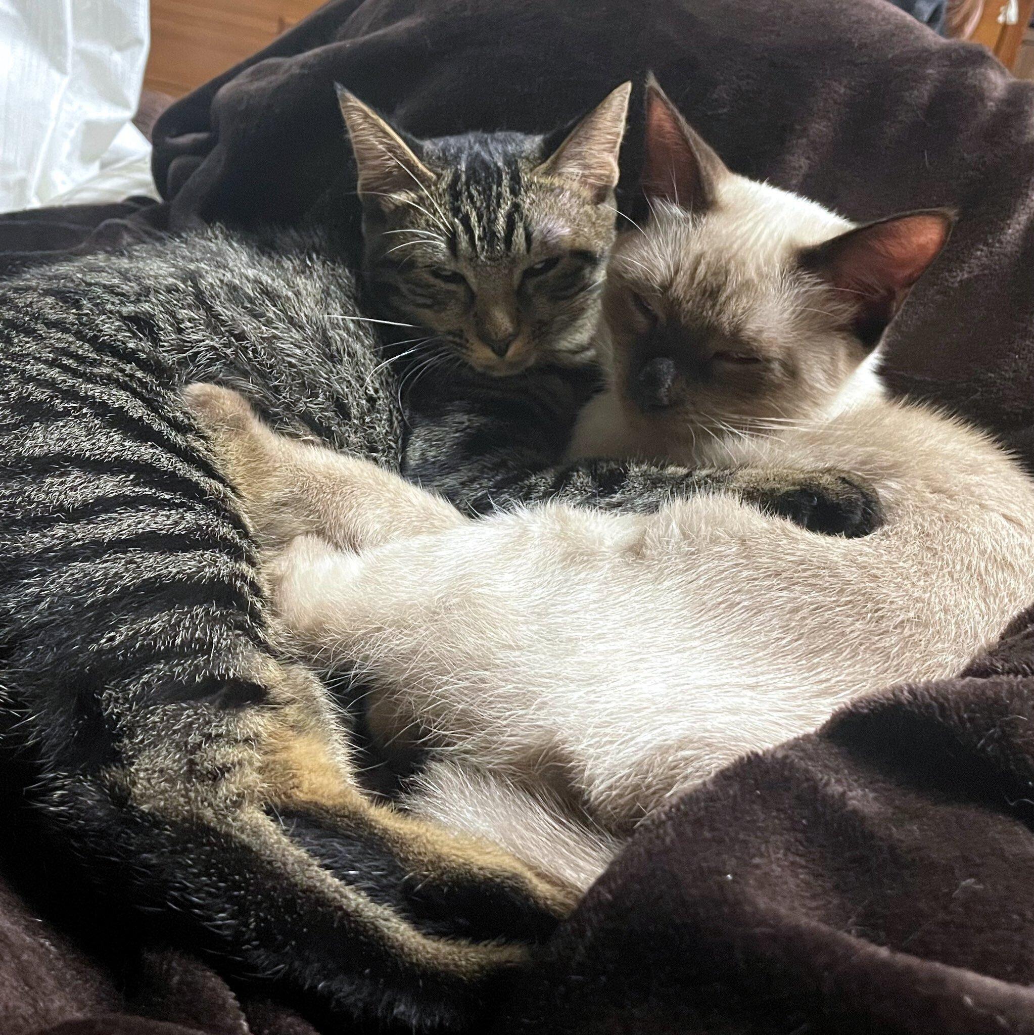 ギュッとくっつくるちぇちゃん、もあちゃん。