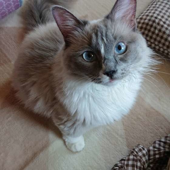 見つめるレビちゃん