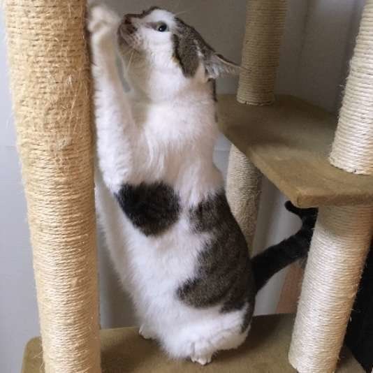 爪とぎするキジトラ