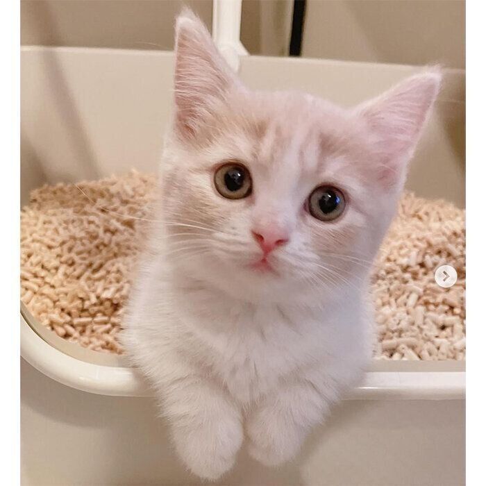 トイレの中で落ち着くみりんちゃん