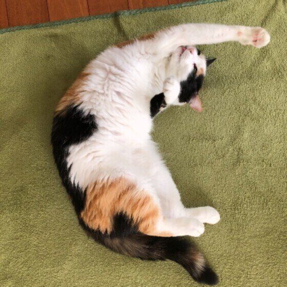 ミケのにこちゃん