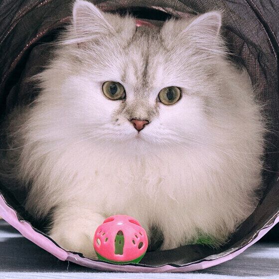 ラガマフィンのここちゃん♪