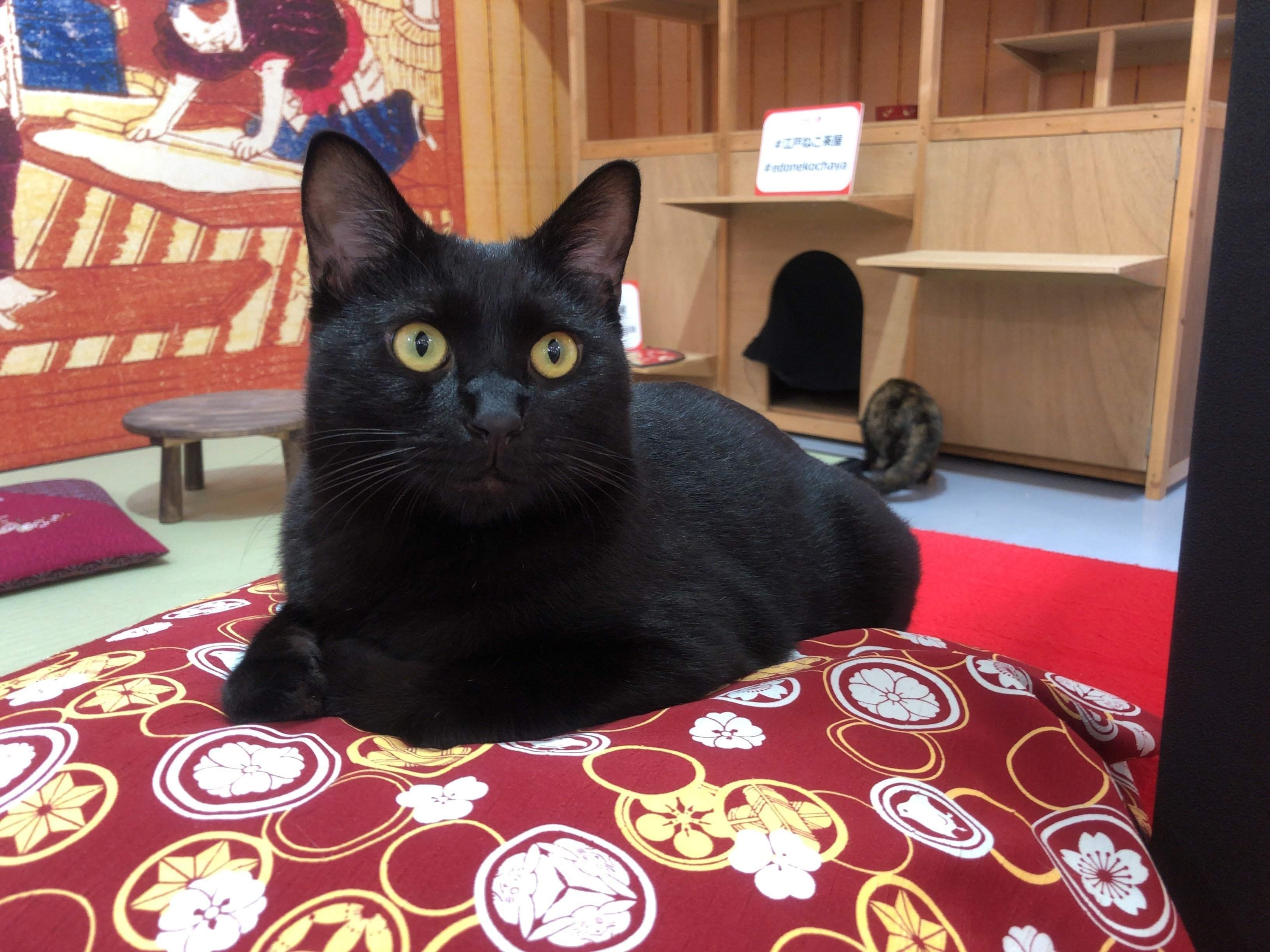 綺麗な黄色の瞳の黒猫ちゃん