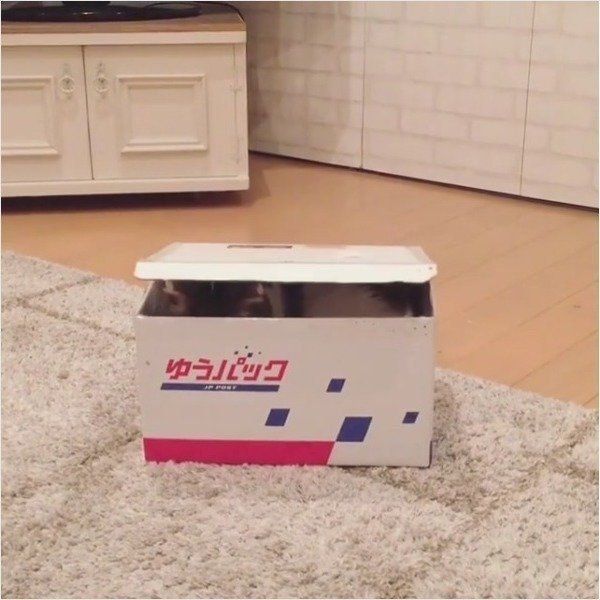 スコティッシュフォールド