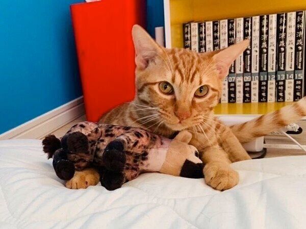 見つめるぎがくん