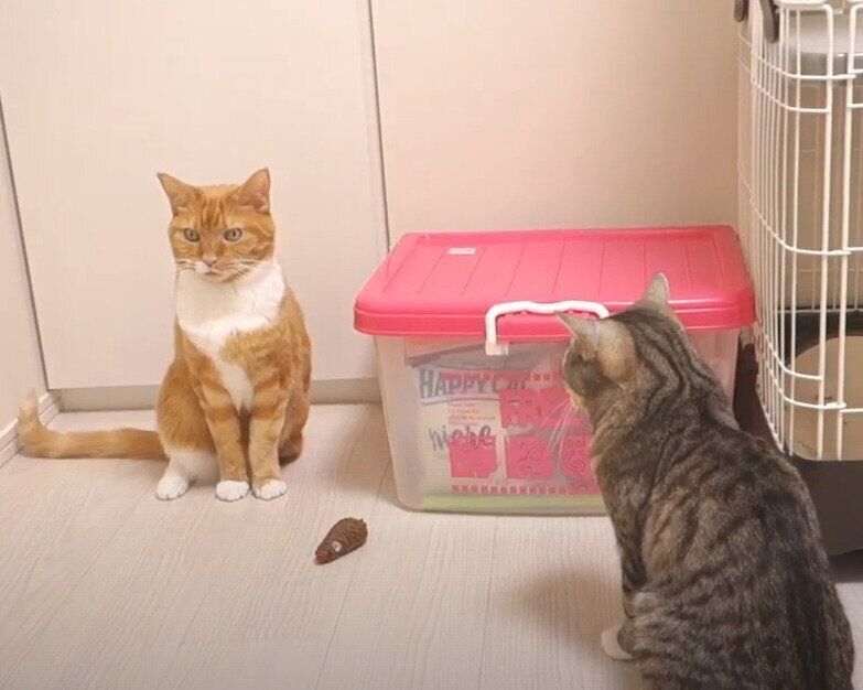 2匹の猫とネズミ