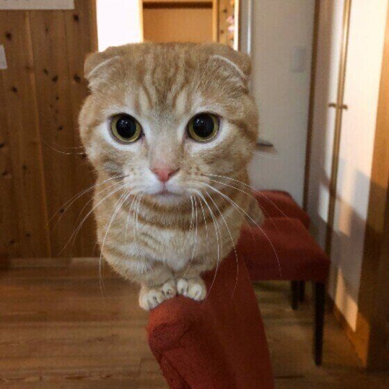 イスに乗るマンチカン